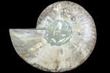 Agatized Ammonite Fossil (Half) - Agatized #88452-1